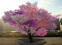 Diana Kupke thinks the Tree of 40 Fruit is beautiful