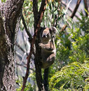 A koala visits Aileen