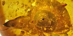 Pretty snail preserved in amber.