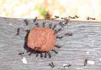 Ants hard at work