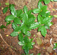 Baby coffee trees