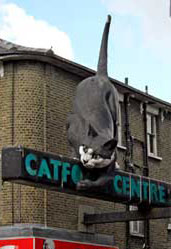 Cat on wall in London