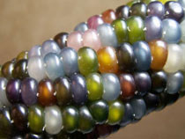 Multi coloured corn