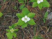 Cornus Canadensis