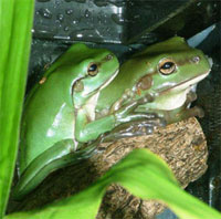 Frogs being cared for by Marie and Di