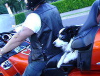 Dog on motorbike