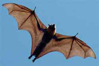 Flying Fox