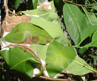 Green ant nest