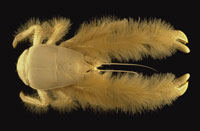 yeti crab