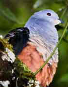 New discovery, the Imperial Pigeon