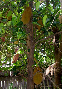 Huge jackfruit in my garden