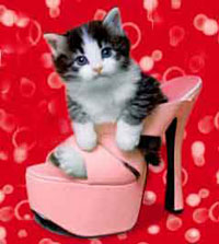 A pussycat in a shoe