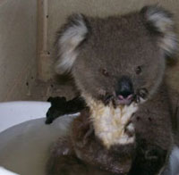 Koala bathing