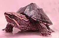 The Stinkpot Turtle