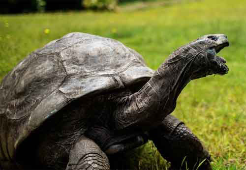 A tortoise who is 190 years old.