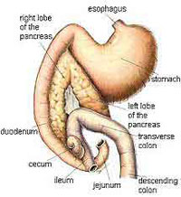An illustration of the pancreas