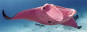 Pink manta ray found in Australian waters.