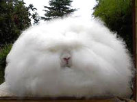 This bundle of fluff is really a rabbit