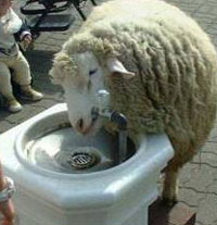 Sheep drinking from drinking fountain