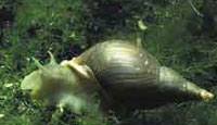 Poor little pond snail