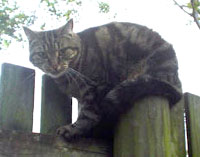 Snoopy on the fence