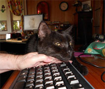 Only one hand left to type with when the cat puts her head on my keyboard