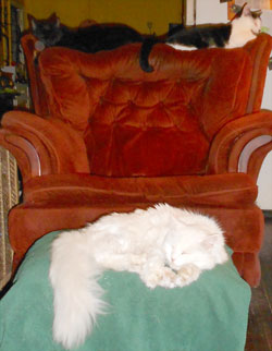 Stampy, Gizmo and Queenie surround Diana Kupke's chair