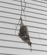 Sunbird nest in Mackay Queensland