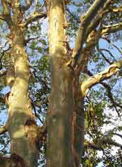 Mackay tree