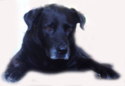 Willow, my pet dog of 13 years, died 30 August 2012