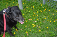 Willow enjoys the daisies