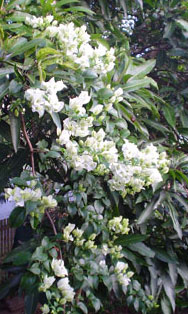 Blossom in the mango tree