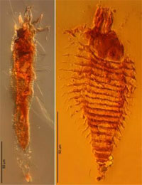 Anthropods preserved in amber, dated to 230 million years