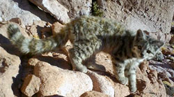 Andean cat