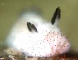 Not a rabbit but the Jorunna parva sea slug