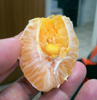 Baby mandarin found inside normal mandarin