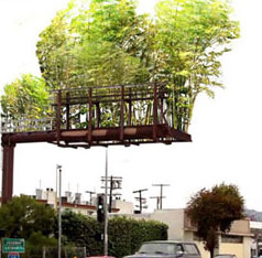 Billboard areas turned into bamboo groves