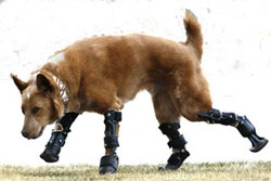 Dog can run again with four bionic legs