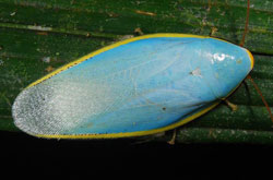 A beautiful blue cockroach