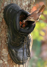 A boot is used as a nest