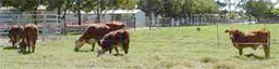 Cattle in the heart of Mackay, Queensland at Mackay State High School.