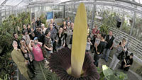 The corpse flower