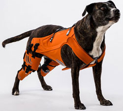 Diana Kupke thinks this dog harness is an excellent idea