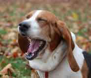 Dog yawning