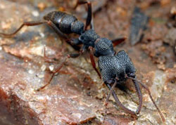 Dracula ant of Madagascar