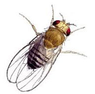 A fruit fly