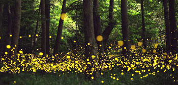 Fireflies in Japan