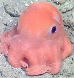 Adorable octopus