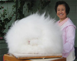 And what is this? A very very fluffy rabbit