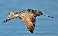 Bar-tailed godwit flies for eight days straight without food, water, or rest